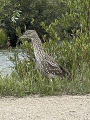Nycticorax