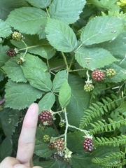 Rubus bifrons