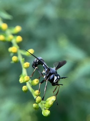 Physocephala tibialis