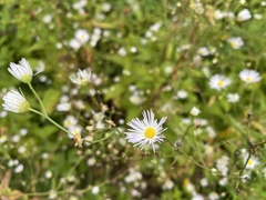 Boltonia asteroides