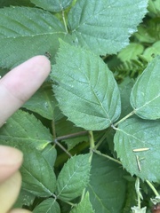 Rubus bifrons