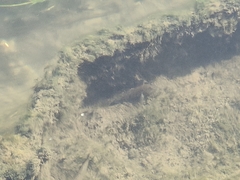 Neogobius melanostomus