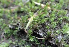 Alloperlini