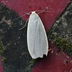 Eilema griseola