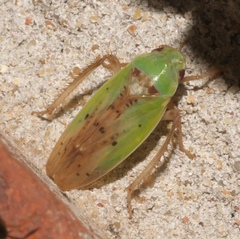 Ponana
