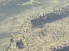Neogobius melanostomus