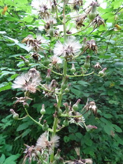 Lactuca canadensis