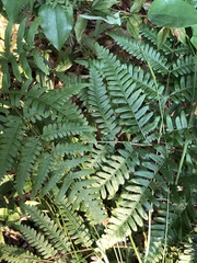 Pteridium aquilinum latiusculum