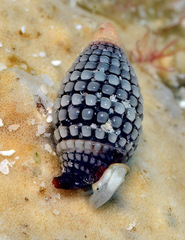 Cerithiopsidae