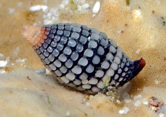 Cerithiopsidae