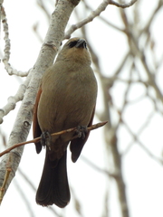 Agelaioides badius