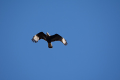 Caracara plancus