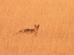 Vulpes vulpes silacea