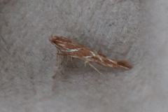 Pyroderces argyrogrammos