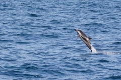 Stenella coeruleoalba