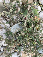 Atriplex prostrata