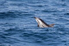 Stenella coeruleoalba
