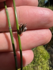 Juncus balticus