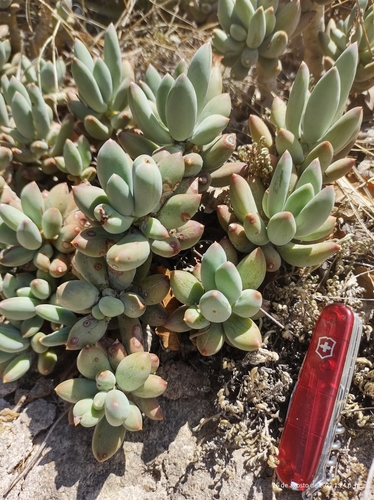 Pachyphytum hookeri