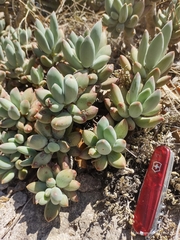 Pachyphytum hookeri