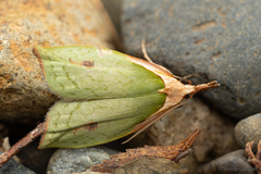 Pisinidea viridis