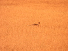 Vulpes vulpes silacea