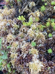 Sphagnum magellanicum