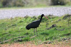 Phimosus infuscatus