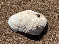Zirfaea crispata