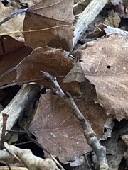 Renia discoloralis