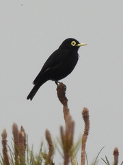 Hymenops perspicillatus