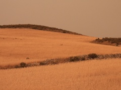 Vulpes vulpes silacea