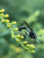 Physocephala tibialis