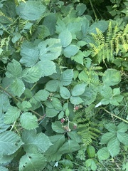 Rubus bifrons