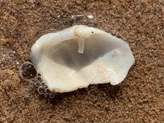 Zirfaea crispata