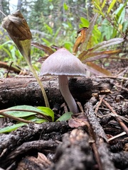 Inocybe pallidicremea