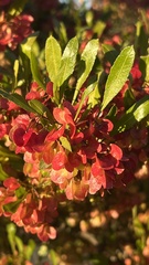 Dodonaea viscosa cuneata