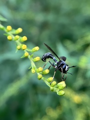 Physocephala tibialis
