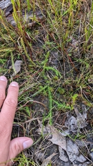 Lycopodiella