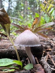 Inocybe pallidicremea