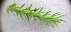 Lycopodiella