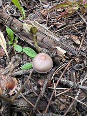 Inocybe pallidicremea