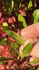 Dodonaea viscosa cuneata