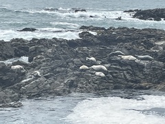 Phoca vitulina richardii