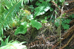 Lysichiton americanus