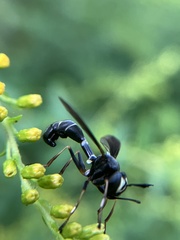 Physocephala tibialis
