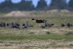 Buteogallus meridionalis