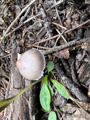 Inocybe pallidicremea