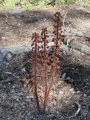 Pterospora andromedea