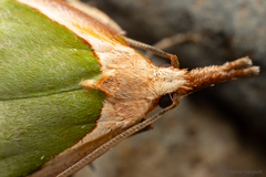 Pisinidea viridis